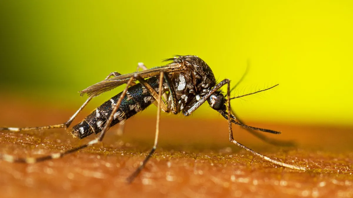 Mosquito Treatment